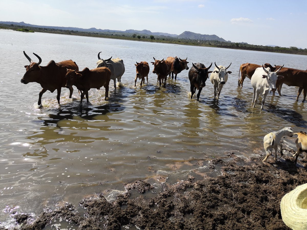 kirvine_water's tweet photo. Vacancy (re advert)
Want to contribute to tropical wetland management through research, teaching and capacity development? 
Applied aquatic ecologist at lecturer scale in Social Ecological Wetland Systems

https://t.co/viDunNqtKe https://t.co/VevqzoESLk