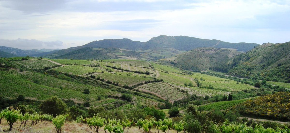 LanguedocWines's tweet photo. In the news ! 📰🍷🇫🇷✈️ Which region gives the most pleasure for your pound?
For sure Languedoc is a contender 😉 Heather Dougherty, a UK based experienced wine educator, shares with you plenty of great tips 👇
https://t.co/yPMKPcN2S7
#languedocwines #instinctshared https://t.co/U9BNuv3SE4