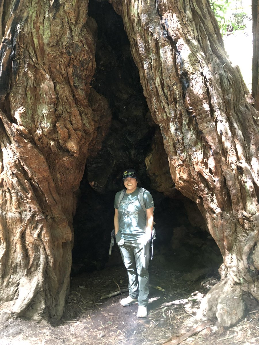 fireminded's tweet photo. Took the photo yesterday but here are a few #firescars from @MuirWoodsNPS for #firescarfriday ๐ฅ https://t.co/5SqZ6WxKKS
