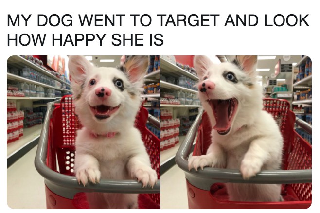 Where is your favorite place to shop with your pet?
@target #Veterinarian #Petmemes #Alaska