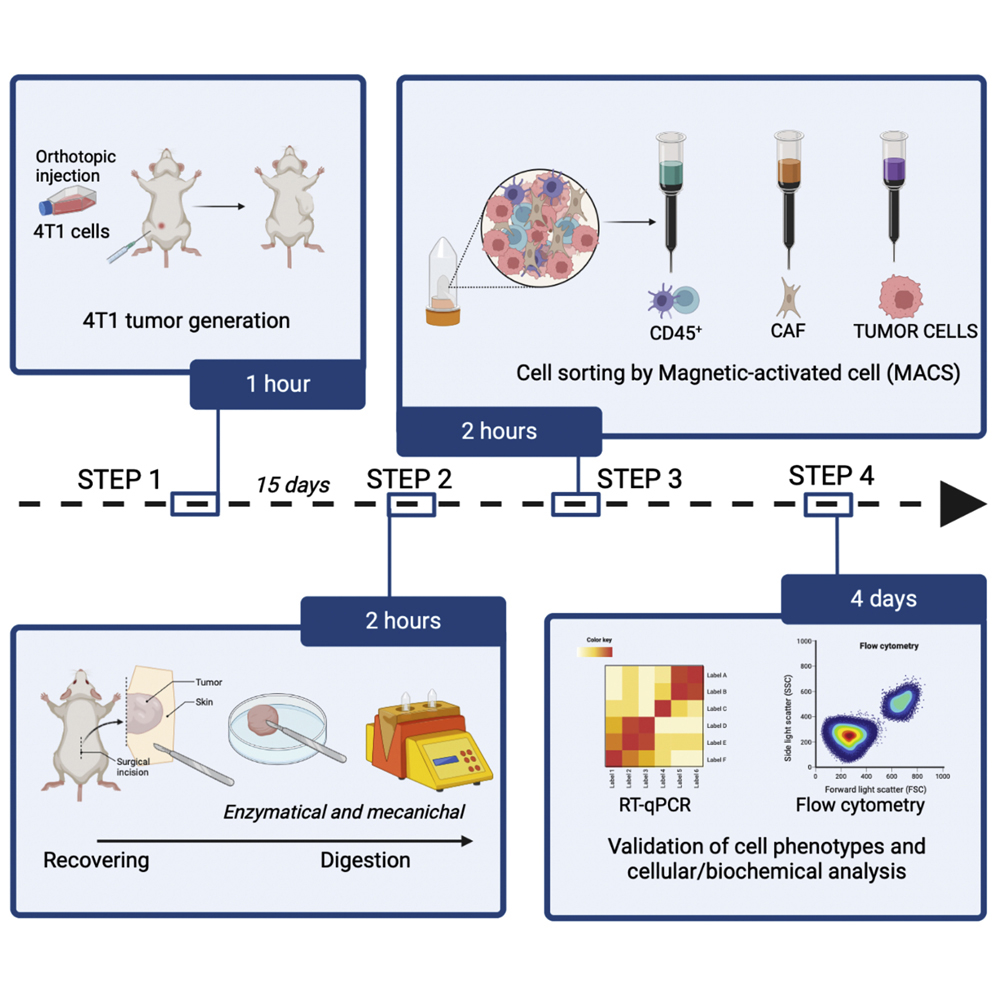 STARProtocols's tweet photo. Check out this #protocol by Dr. Emeric Limagne @CGFL_Dijon for sorting CD45 tumor-infiltrating #lymphocytes, #TumorCells, and #cancer-associated fibroblasts from murine #BreastTumor model using #MagneticActivatedCellSorting: https://t.co/Obfd2W0JP3
Research in @Cancer_Cell https://t.co/TMLLUTvbBV