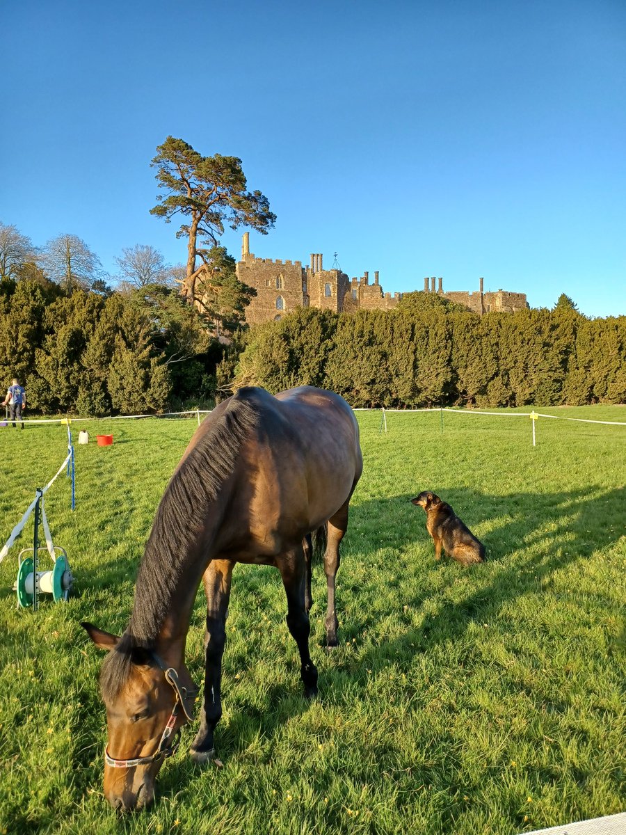 After the longest winter known to man we are finally back doing what we do best. At Berkeley Castle all weekend for mounted #englishcivilwar shows. #horses #livinghistory #royalist #daxi #historyshorse