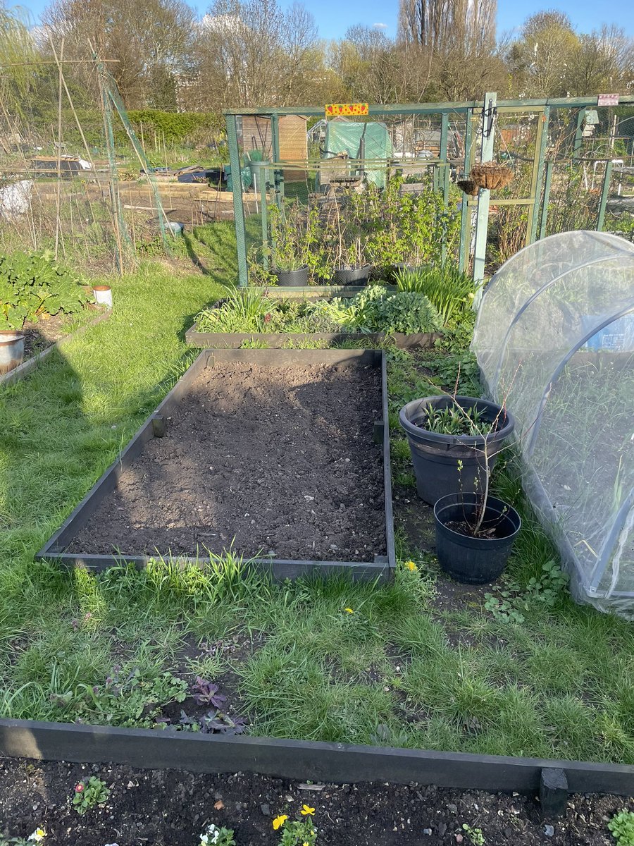 sjclark30's tweet photo. Good afternoon at @Plot2Pavilion #ThePlotThickens #peonies coming on fine, need to weed though #pansies, #primula and #bellisdaisy looking good and three beds cleared ready to #plant - need to buy my seed potatoes and get them in https://t.co/xcwc6EP6WU