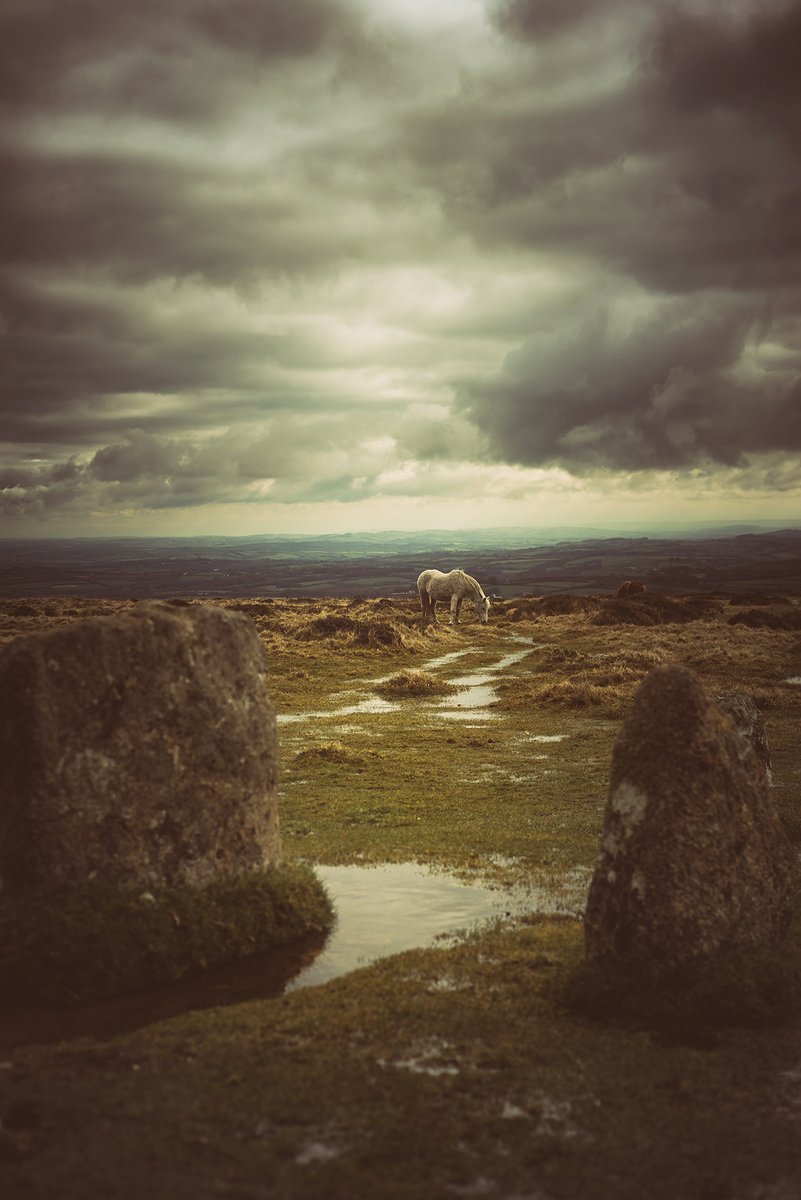 GlavindStrachan's tweet photo. #Pony at #CodsonHill #Triple #StoneRows on #Dartmoor last weekend 💚 Fixed my PC and only now catching up with editing 😍 If you fancy having your portrait taken, drop me a line! https://t.co/FYUTrw0XHy