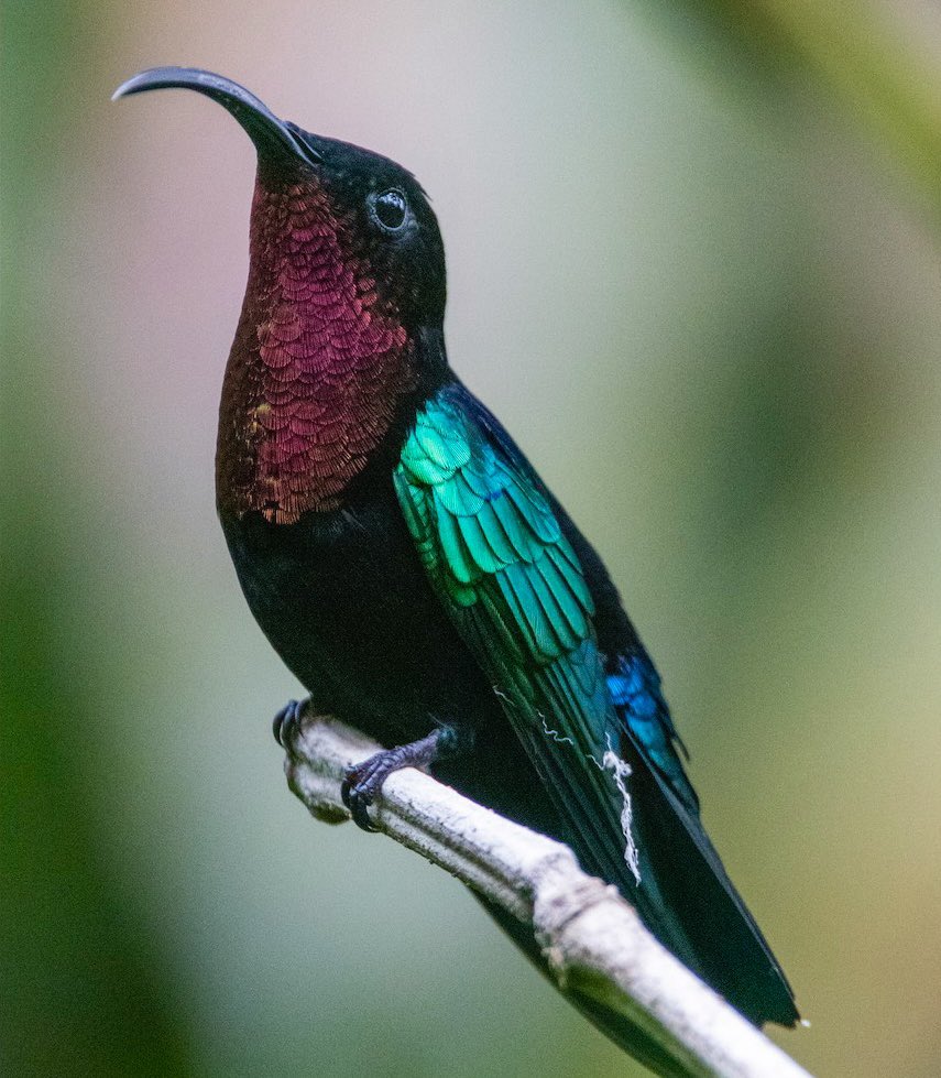 Birds That Look Like Other Birds tweet media