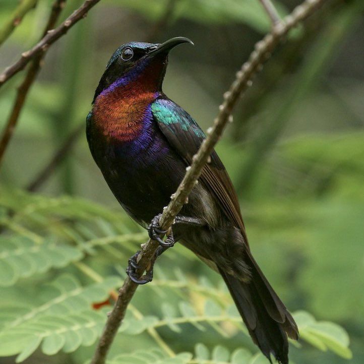 Birds That Look Like Other Birds tweet media