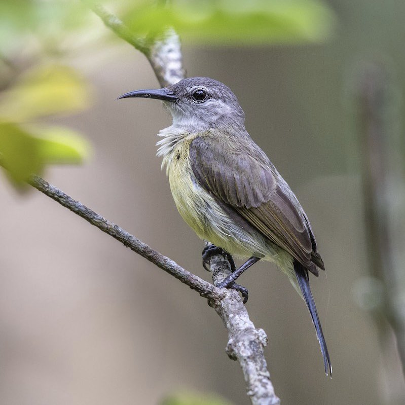 Birds That Look Like Other Birds tweet media