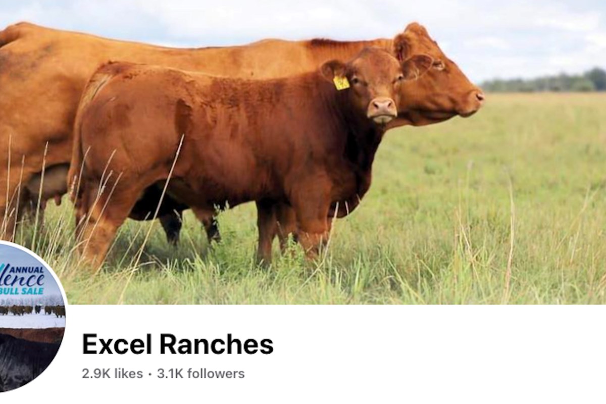TandCTODAY's tweet image. Excel Ranches bulls average $5,991 dlvr.it/Sm8gys #SpecialFeature #BreedersDirectory #GreatWestMedia