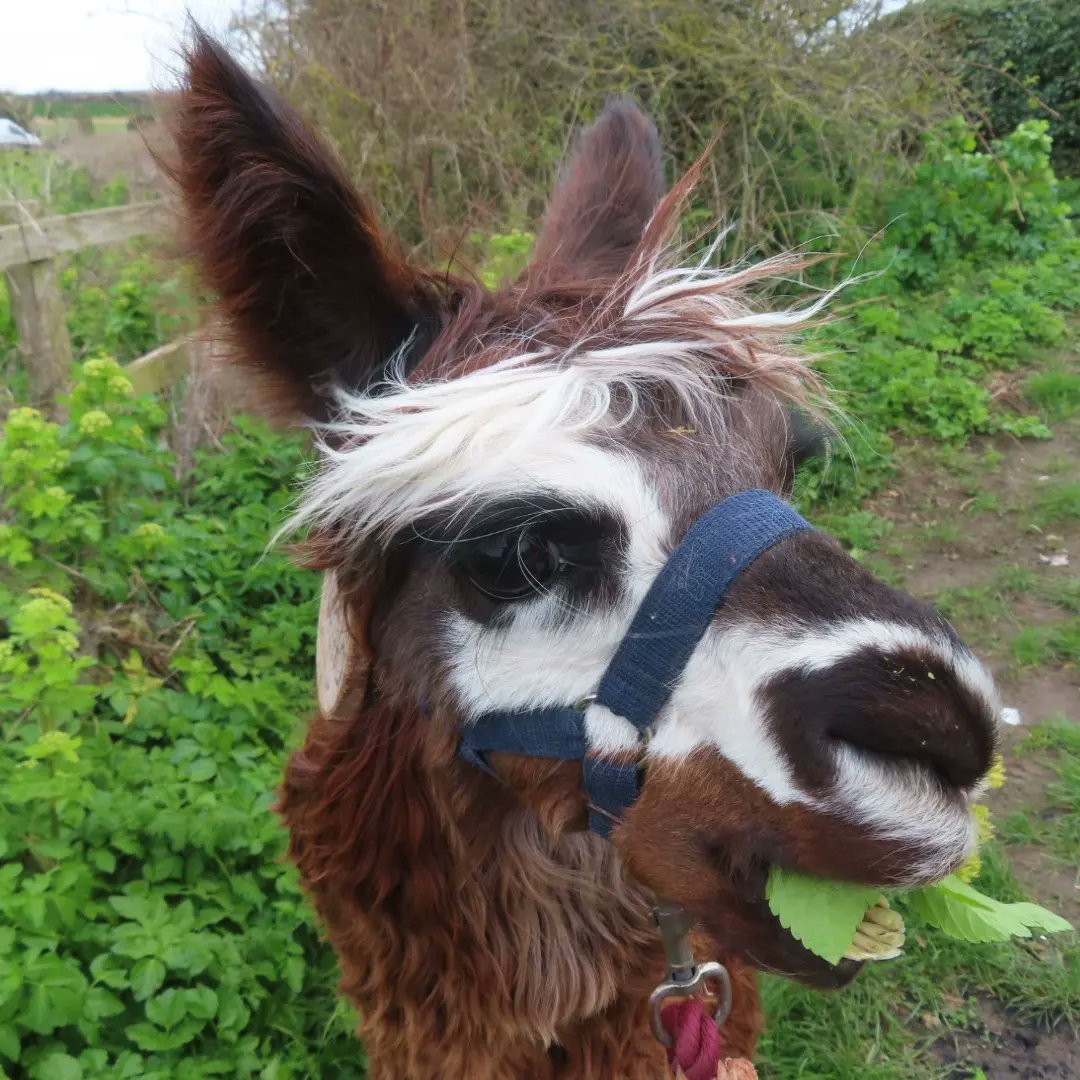 Kit D 💎😷🇺🇦 #BusyLivingWithMets tweet media