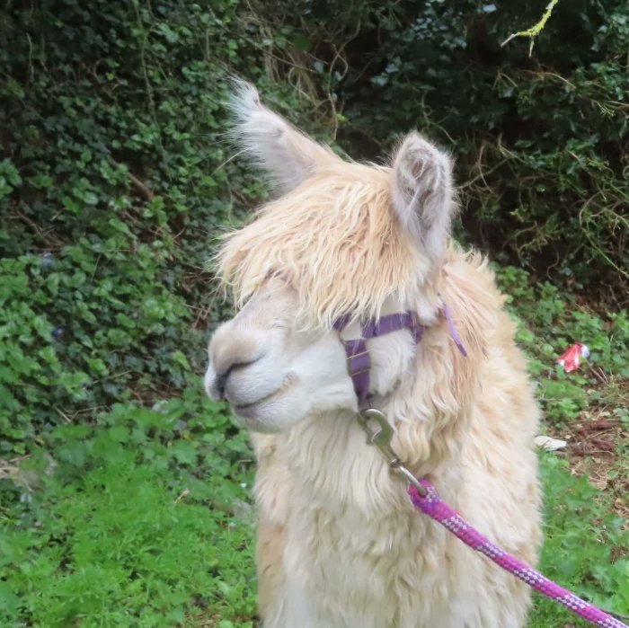 Kit D 💎😷🇺🇦 #BusyLivingWithMets tweet media