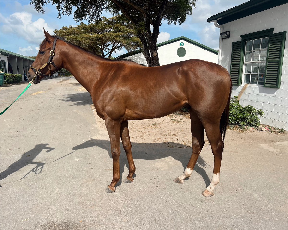 HPFarmsLLC's tweet photo. Oskee Wow Wow ready for work #oskeewowwow #jeremiahodwyer #hpf #fourthandchalmers #wheresthefarm #letsrace https://t.co/xL7kuWa46y