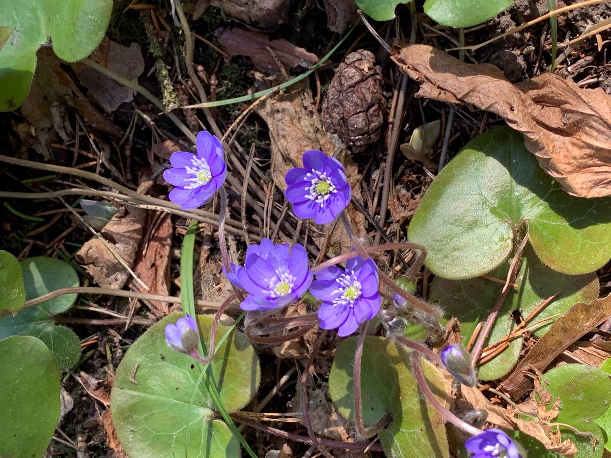 MMeistere's tweet image. #sigulda #ziedi #pavasaris