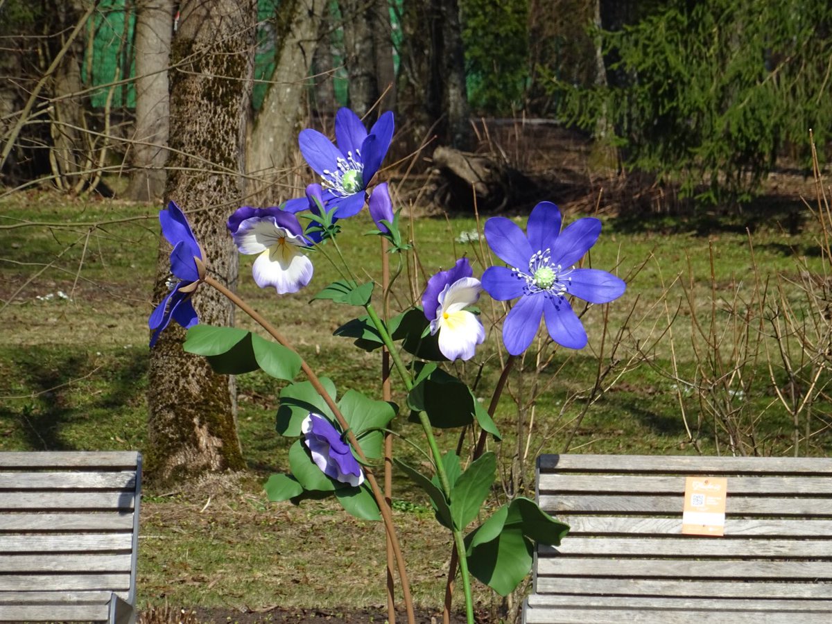 MMeistere's tweet image. #sigulda #ziedi #pavasaris