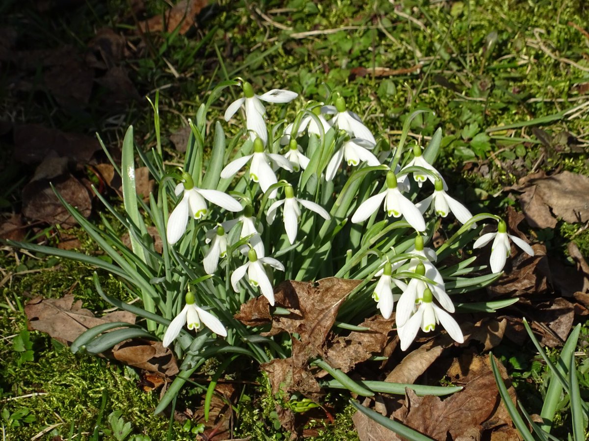 MMeistere's tweet image. #sigulda #ziedi #pavasaris