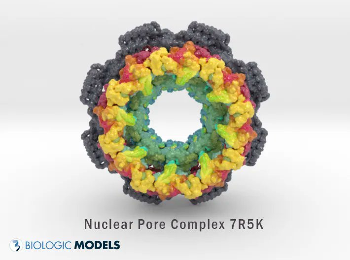 BiologicModels's tweet photo. The Nuclear Pore Complex is one of the largest protein complexes. The architecture of a NPC is dynamic and responds to changes in nuclear envelope tension with conforma­tional breathing that manifests as dilation and constriction movements. https://t.co/umuGffLfBu @caseysteffen https://t.co/5yNM2hj11D