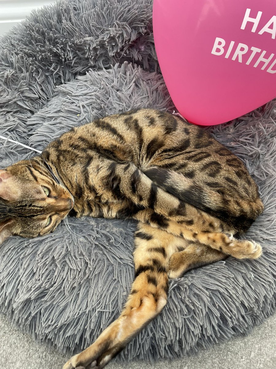 BengalWilma's tweet photo. Wilma is recovering after little sis first birthday party 🎉😹🐾❣️ #FirstBirthday #TeamBengal  #minihuman #KALOC https://t.co/lQXFqoFsMi