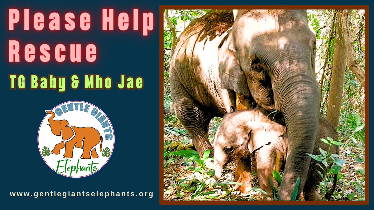 🆘❗URGENT PLEA!  Please help rescue handicapped mother elephant & her baby!  To help or donate now visit thegentlegiants.kindful.com/?campaign=1246…

🙏🐘🐘 Please RT

#Rescue #ChangeLivesForever #animals #elephants #babyelephant #nonprofit #Philanthropy #GoodFriday @candicepbergen @LaurenConrad