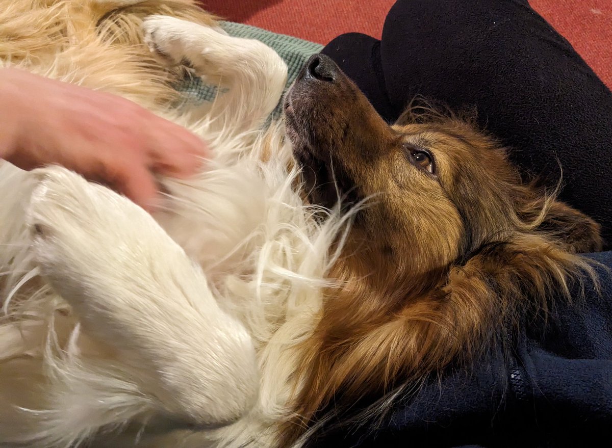 CamasTheCollie's tweet image. Scritches! 🐾🐾🙂
#BorderCollie
#SofaSnuggles
#FridayEvening