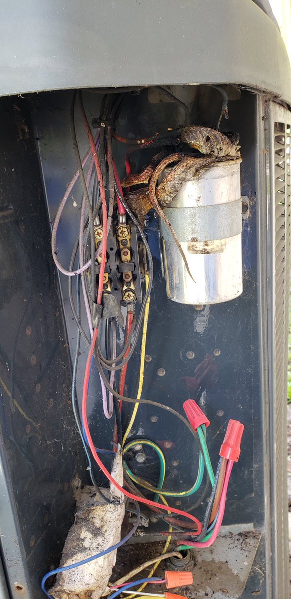 Zachary Tagaste tweet media