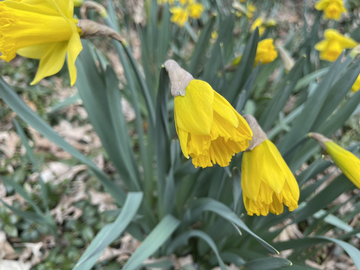 HedgeWatching today, we spotted these beautiful spring flowers - Malloy and Lily

#Hedgewatch