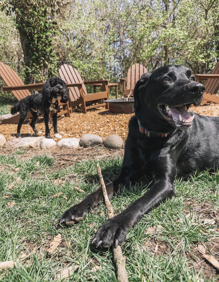 “Our mom worked really hard to pick up all the sticks in the yard and put them in a pile and then she went inside and we decided to be funny so we dismantled the pile and put all the sticks back in the yard hahahahha” - my dogs, probably