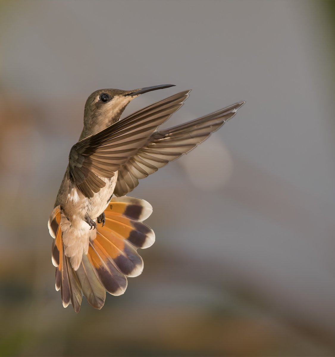 oldbird123's tweet photo. Ruby Topaz Hummingbird female taken in Tobago https://t.co/33UkSd5bec