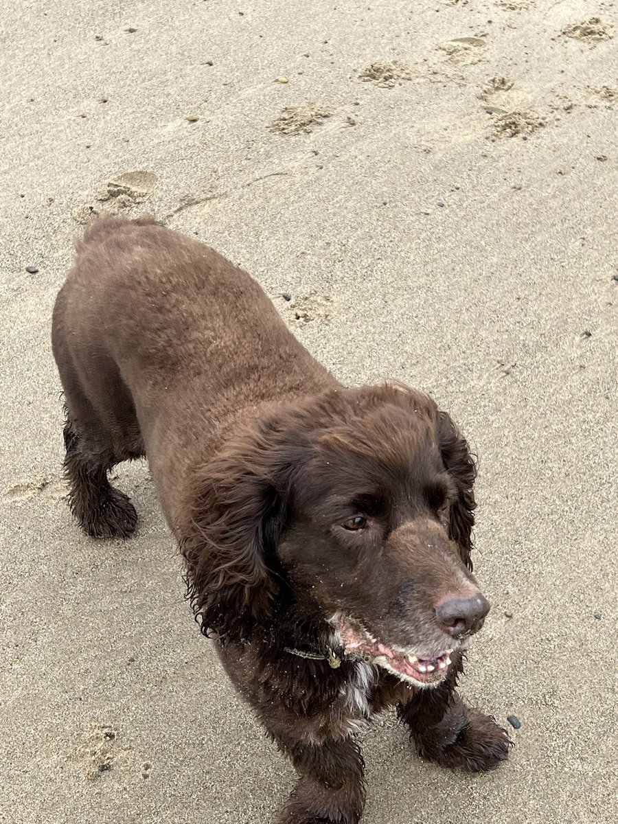 yarmySue's tweet photo. Our dogs living their best lives on the beach! #northyorkshirecoast #getoutside #DogsofTwittter #spaniels #woodysprocker #rolococker https://t.co/yvZ7AAvDLq