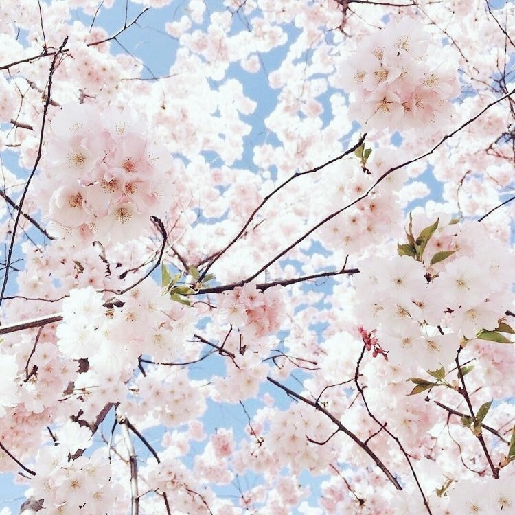 🌸 ВЕСЕННЯЯ ЦЕПОЧКА ТВИТТЕРСКИХ 🌸

♡ читай меня (#взаимно)

♡ ретвить

♡ читай ретвитнувших

- у тебя всё получится, ты умница, но не забывай давать себе отдыхать 💚

#цепочкатвиттерских #цепочкафолловеров #взаимнаяподписка #взаимныйфолловинг #follow