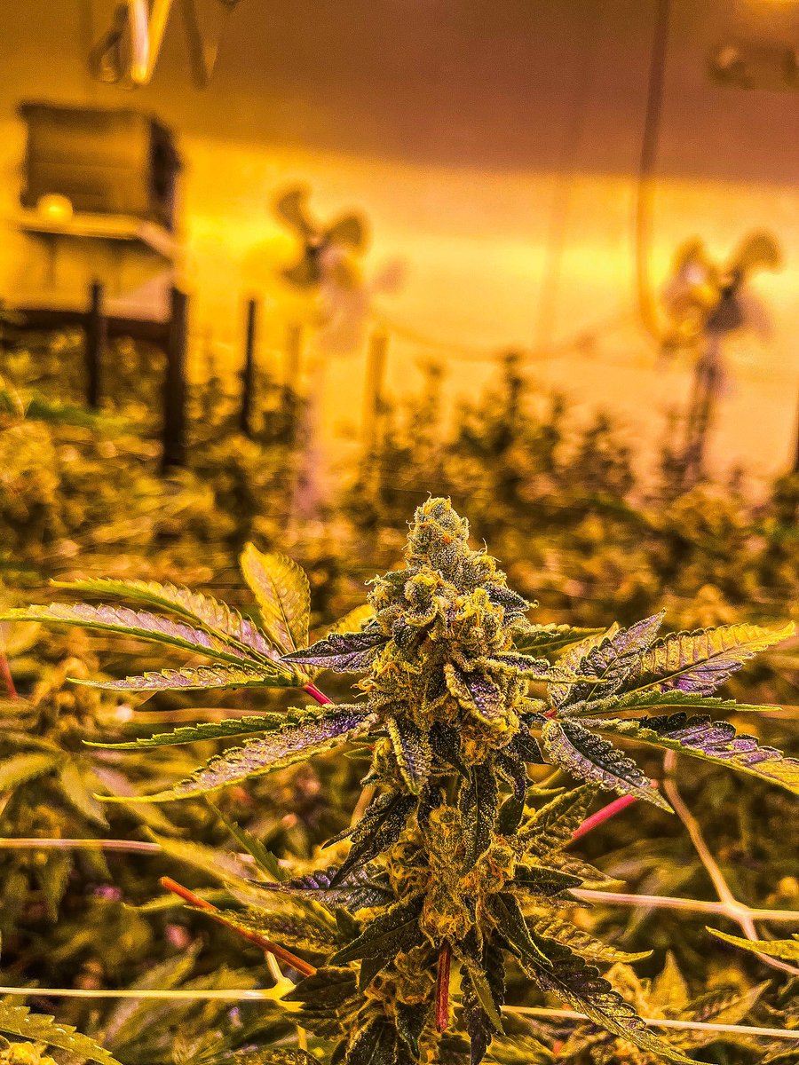 WHAT IS CRAFT WILL NEVER DIE

Check this beaut from the Cookie Jar Cannabis grow