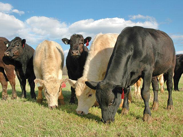 feedlotmagazine's tweet image. Hot carcass weights were heavier when backgrounding #ADG was lower.  However, the researchers commented that marbling appears to be best when calves are not grown to slow or too fast and this data set identified 2.5 pounds ADG had better #marbling scores.

feedlotmagazine.com/news/stocker_s…