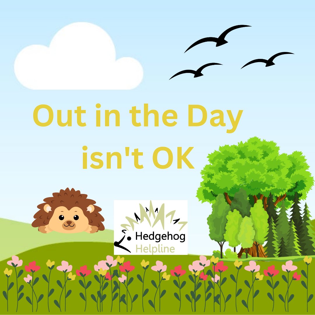 hedgehoghelplin's tweet photo. Out in the day isn't OK
If you spot a hedgehog in the day, consider the following is it? 
🦔 Lying out 
🦔 Injured 
🦔 Surrounded in flies or birds 
🦔 Wobbling, Limping 
🦔 Down a drain or in a pond
🦔 Caught in netting or food container 
#hedgehogs
#outintheday
#wildlife https://t.co/RvpCUCWsYZ