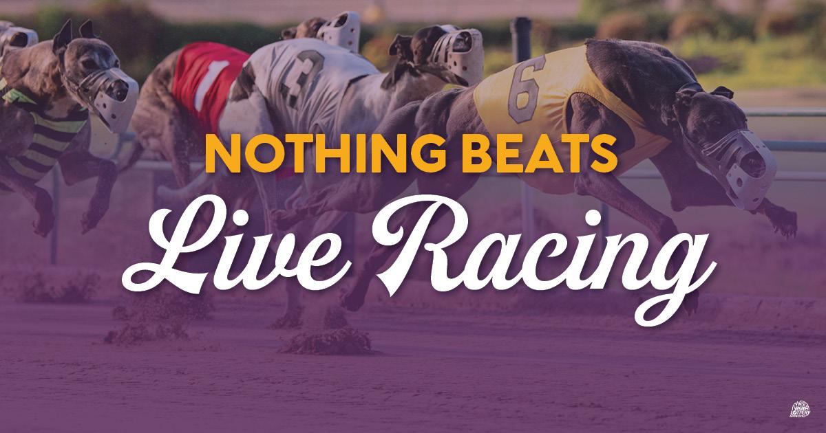 MardiGrasWV's tweet photo. Catch a live greyhound race Tuesdays thru Saturdays! Learn more &amp; join us at the track => https://t.co/ZlLza98hCe https://t.co/auq2DM42YP