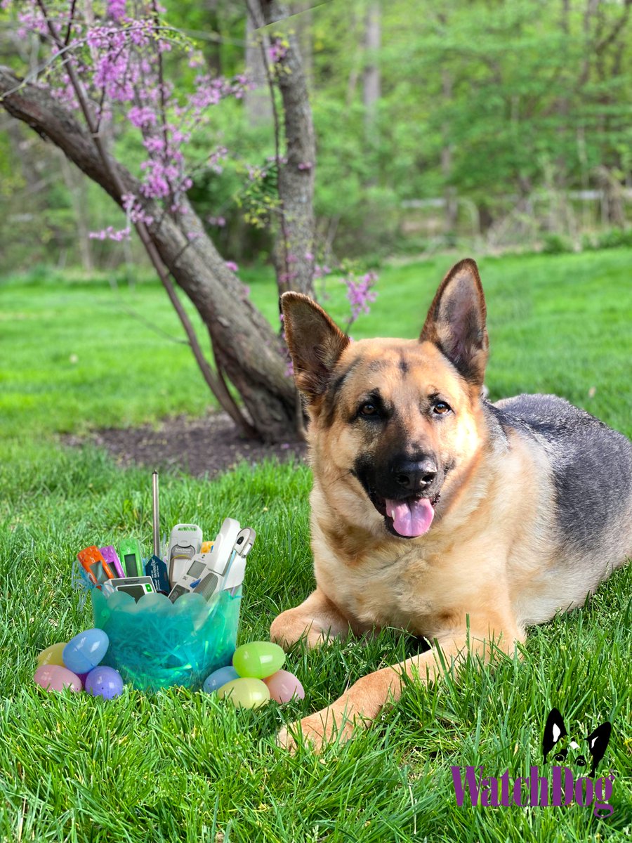 SpecTechMeters's tweet photo. Happy Easter from the Spectrumites and your friendly neighborhood WatchDog, Stormy!
As the newest member of the team, she will be making appearances as the Spectrum mascot.
#spectrumtechnologies #watchdog https://t.co/bXAW45LqfS