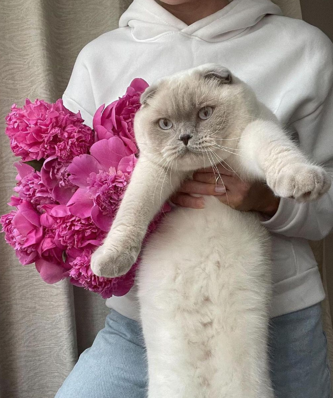 What's better than a chunky cat and peonies? That's all. Thanks for coming to our Ted Talk.