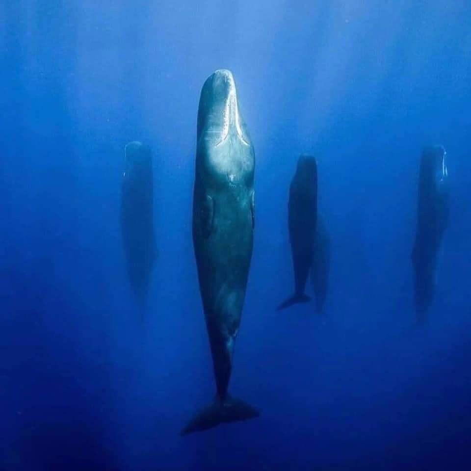 LeContempIateur's tweet photo. 🐋 Une famille de cachalots dormant au milieu de l’océan 💤

Les cachalots ont un sommeil particulier : d’une part, une moitié de leur cerveau est en sommeil et l’autre en éveil. D’autre part, ils dorment à la verticale, immergés, la tête dirigée vers la surface de l’eau.

Lorsque le manque d’air se fait sentir, ils remontent lentement à la surface prendre une inspiration et retournent « se coucher » quelques dizaines de mètres plus bas.

Incroyable n'est-ce pas ?