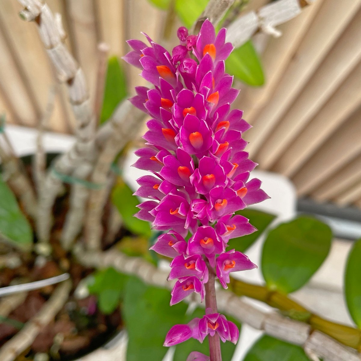 AkatsukaOrchid's tweet photo. Dendrobium secundum produces tiny pink blooms that face toward the topside of the inflorescence inspiring the name "Toothbrush Orchid"
This deciduous type will also produce flowers from its bare canes in subsequent blooming seasons.
#springbloomer #toothbrushorchid https://t.co/62GzlcJwRK