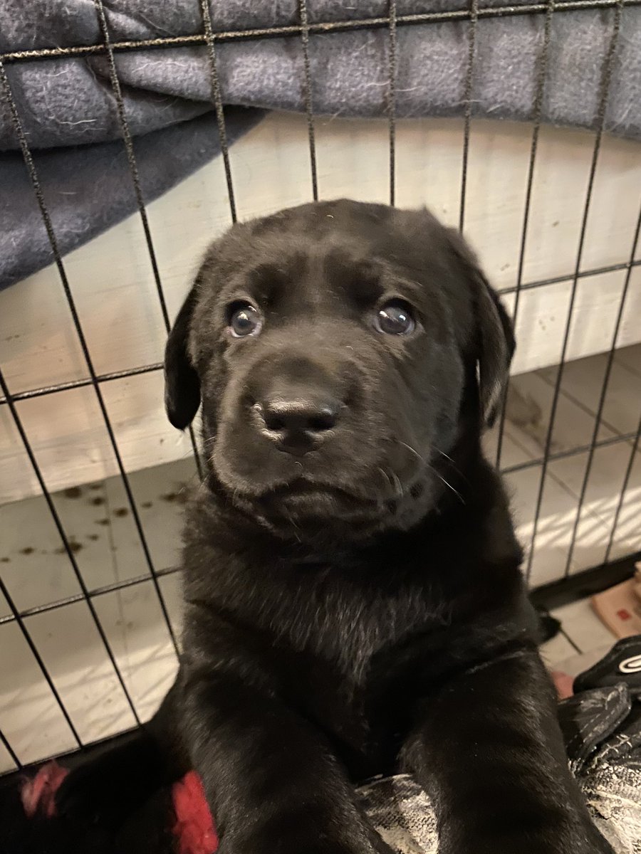 #labrador #blacklab #labradorretriver #puppyoftwitter #puppy