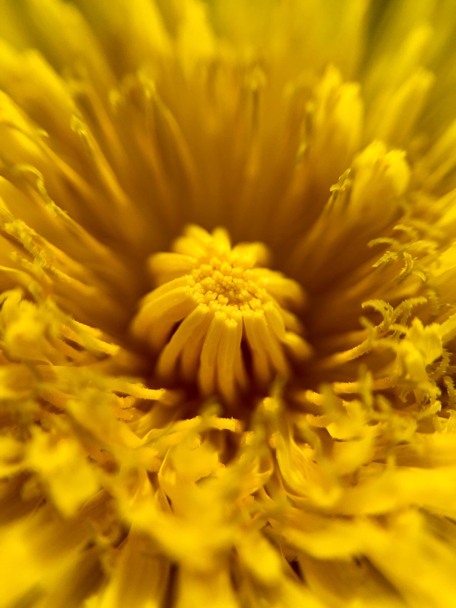 Even 'weeds' can be beautiful. #DandelionFanClub #GardenersWorld #ShoutyHalfHour