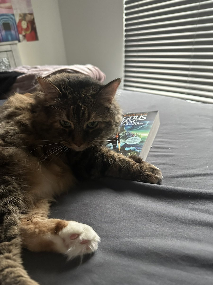 JuliaGoesPJO's tweet photo. Miss Amelia won’t let me finish my reread of the entirety of the Rick Riordan universe before the release of #thesunandthestar by @rickriordan and @MarkDoesStuff but at least she’s adorable (also I thought  @camphalfblood is one of my favorite people on Twitter would enjoy this) https://t.co/PshoNKL5f3