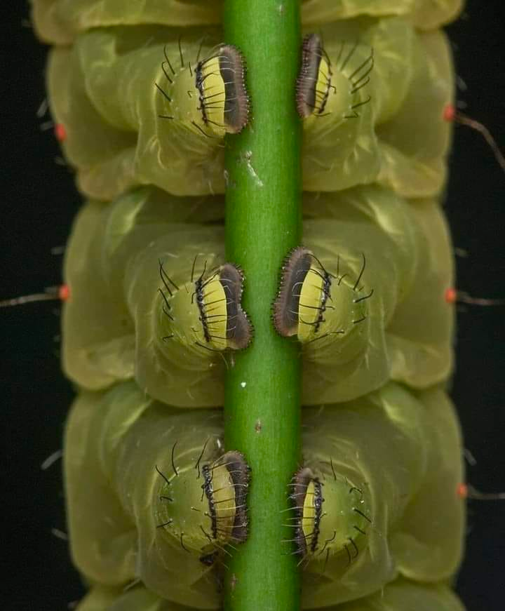 MsCiencia2's tweet photo. Increíble macrofotografía de las "patitas" de una oruga trepando una rama. https://t.co/ksIQP46snA
