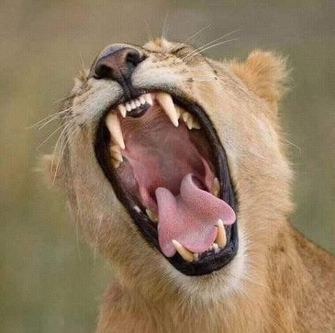MstSafaris's tweet photo. https://t.co/m6WndVaMpx