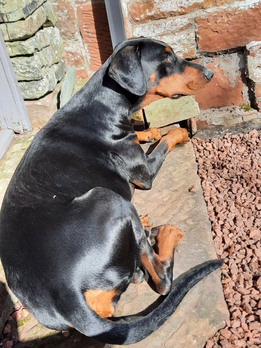 NotBadForHerAge's tweet photo. The sun had warmed the stone slab so Damson decided to do a spot of sunbathing 🐶☀️ #sunbathingdog #Damson #Dobermann #dogsoftwitter https://t.co/qZG04vlK09