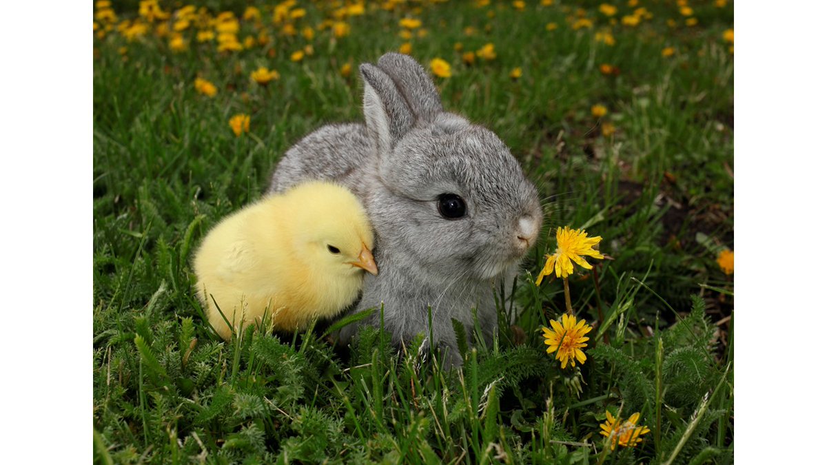 drjuleehafner's tweet photo. Happy Easter, Happy Passover, and Happy Spring!

What does this picture communicate to you?
Please comment below. https://t.co/EhAgAfD1Sd