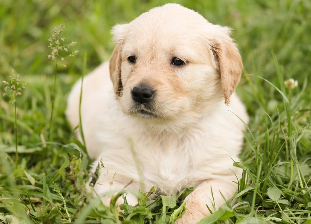 MadeForPetCom's tweet photo. That's really out of sight! 
.
#cats #kitten #catlovers #shopforcats #fashioncat 
#dogs #puppy #doglovers #shopfordogs #fashiondog
@MadeForPetCom https://t.co/7N7jA07OiA