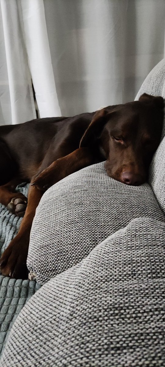 InspektorLuke's tweet image. Gute Nacht #twitterrudel