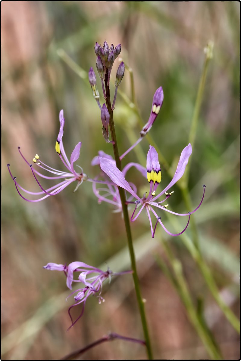 #𝑪𝒍𝒆𝒐𝒎𝒆 𝒎𝒂𝒄𝒖𝒍𝒂𝒕𝒂 (Sond.) Szyszył., Polypet. Thalam. Rehmann.: 17 (1887)
S. Zimbabwe to Free State. Annual herb, desert-dry shrubland biome.
Melkrivier, Limpopo, South Africa.
Original photo: 𝑨𝒍𝒆𝒙𝒆𝒚 𝒀𝒂𝒌𝒐𝒗𝒍𝒆𝒗 2019
#Cleomaceae