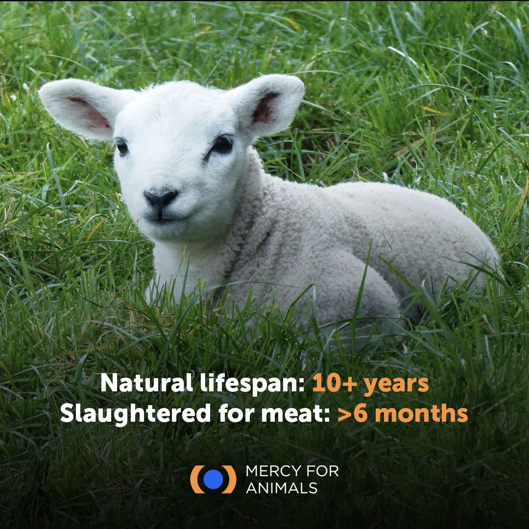 BIG Brother on Twitter "RT MercyForAnimals Lambs are social and