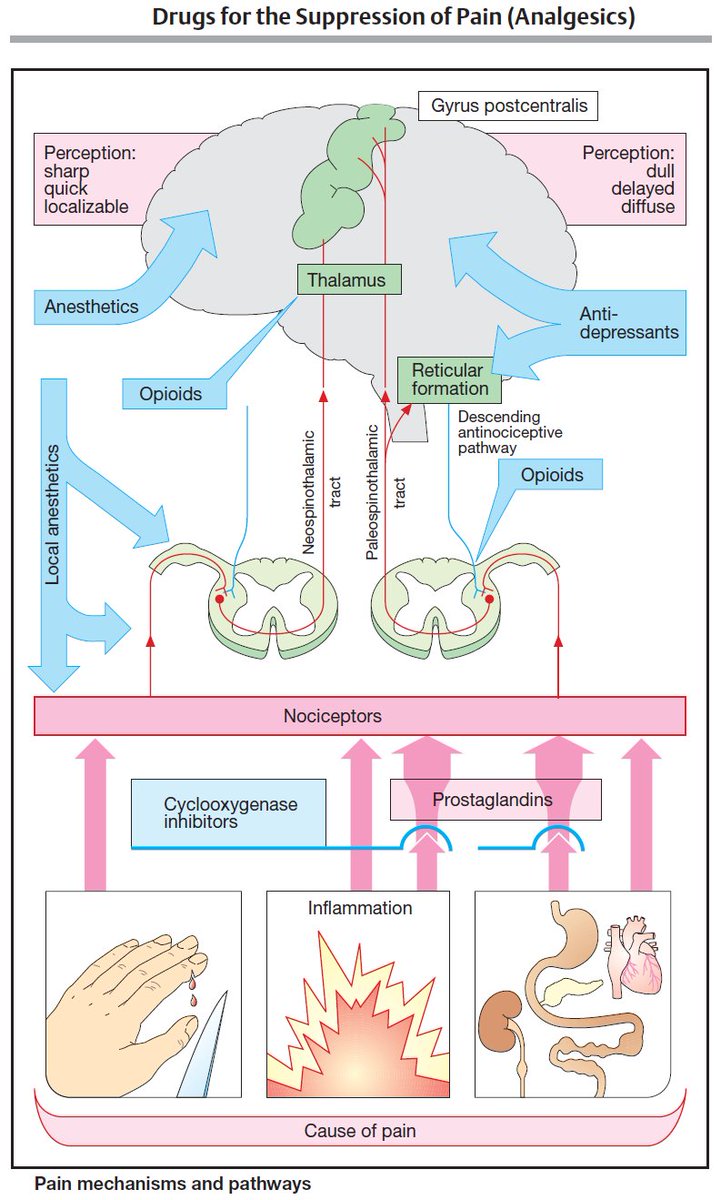 chrost_hugo's tweet photo. Pain mechanisms and analgesics pathways.

Source: @ManualOfMedicine

#MedTwitter https://t.co/bJkT6KuFY3