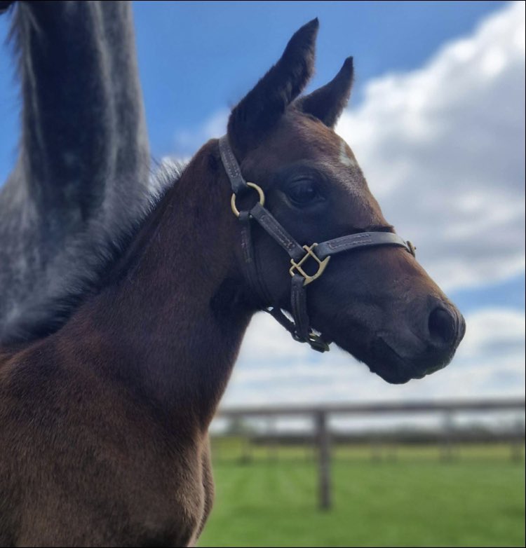 Al’Ali
Postponed 
Mayson
Galiway
#FoalFriday #Newmarket #futurechampions #rpfoalgallery