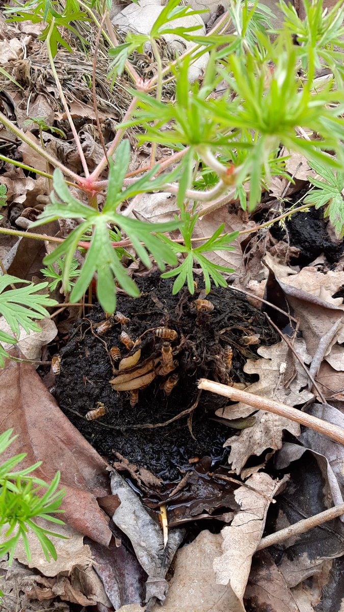 Cosa stanno facendo le mie api? <a href="/Nicola_Bressi/">Nicola Bressi</a>